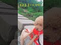 풍류를 즐기는 댕댕이 dog 동네산책 강아지 강아지산책 강아지일상 반려견