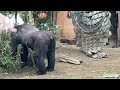 「ゴリラ」おやつに豆🫘が撒かれました🦍京都市動物園「gorilla」beans🫘 were sprinkled as a snack🦍kyoto city zoo