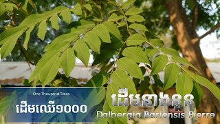 ដើមនាងនួន - Dalbergia bariensis pierre