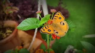 Junonia almana, the peacock pansy | Kala's Cam World | Kala K L