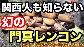 絶品‼️関西人も知らない幻のレンコン‼️畑で掘りに行きました^ - ^