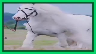 Funny Horses Show Strength Try Not To Laugh It's Really Strongest Horse Funny Video 2022 #24