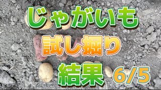 じゃがいも試し掘り6月5日