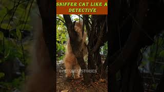 🔍 Sniffer Cat Like a Detective🐾🐱#shorts #trending #shortvideo #cat #cute