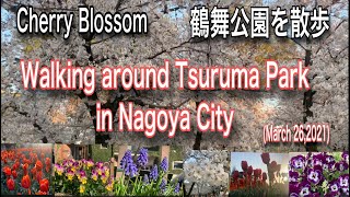 Walking around Tsuruma Park in Nagoya City/ Cherry Blossom Season in Japan/ 鶴舞公園を散歩/ Ate Vhie