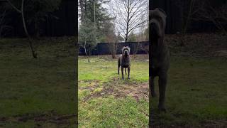 Cane Corso on guard #fyp #canecorso #canecorsoonguard