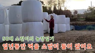 50대 소린이의 농장일기                         소가 일년동안 먹을 공룡알 ? 들어오는날. 이게 전부 얼마야?