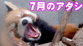 【円山動物園のレッサーパンダ】ココの７月　Coco spent July 2022 at Maruyama Zoo.