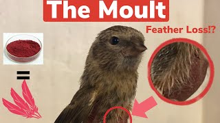 How to prepare birds for the moult - moulting and colour feeding finches and canaries