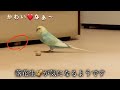 落花生を運ぶインコ🐥関西弁のくーちゃん🐥