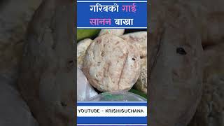 बाख्राको दुध। बाख्राको चिज। Goat Cheese | Benefits of t Cheese | Goa Milk  #krishisuchana #goatmilk