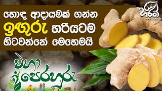 ඉඟුරු වගාව | Haritha Tv | Waga Perahuru | Ginger