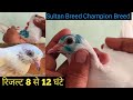 Bablu Foji Bulandshahr (Siyana) Champion Bilood line 12 Baby Pigeon ।। 9911786166