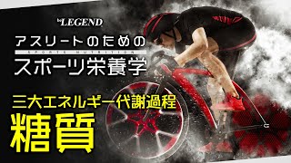 【スポーツ栄養学】三大エネルギー代謝過程「糖質」【ビーレジェンド プロテイン】