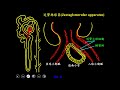 10801高三選修生物ch08 3 02血壓下降引發raas作用的機制三禮g