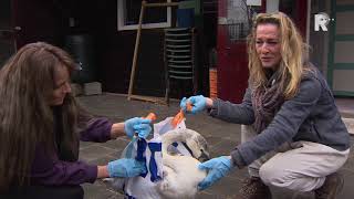 Zwaan leert na vuurwerktrauma weer lopen met hulp van boodschappentas