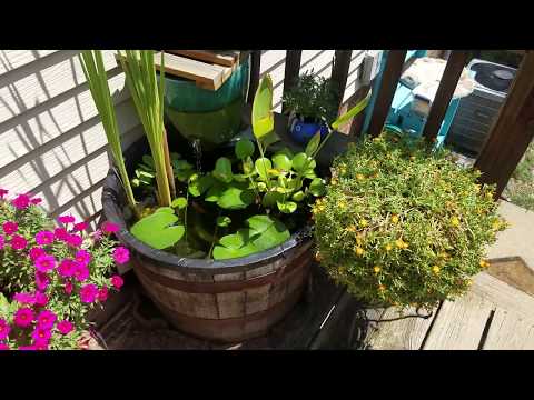 Whiskey Barrel Pond with Goldfish & Live Plants Whiskey Barrel Pond with Goldfish & Live Plants