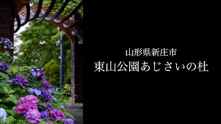 山形県新庄市 東山公園あじさいの杜