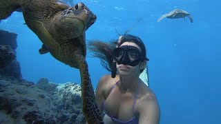 Snorkelling Rarotonga, turtles everywhere! Avaavaroa Passage and Fruits of Rarot