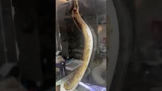 【ボールパイソン】パイボール🐍脱皮シーン #shorts #ballpython #脱皮 #爬虫類