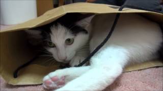 底が抜けた紙袋で遊ぶ猫　Cat plays with the paper bag which the bottom fell out.