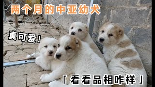 赵老板养殖13条中亚幼犬，才两个月竟如此兴奋，不愧是猛犬后代！