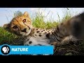 NATURE | The Cheetah Children: Official Trailer | PBS