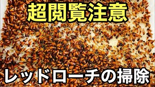 レッドローチの掃除をします【爬虫類の餌】超閲覧注意