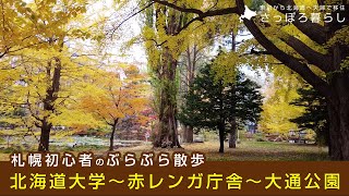 【札幌の朝】現在の紅葉の様子を撮影！北大銀杏並木〜赤レンガ庁舎〜大通公園｜札幌初心者のぶらぶら散歩【北海道移住】