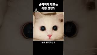 숨막히게 만드는 예쁜 고양이