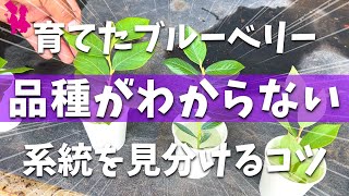 【あるある】ブルーベリーの品種がわからなくなった時の系統の見分け方