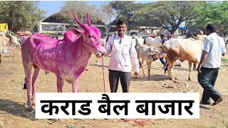 कराड बैल बाजार | #bailbajar #बैलगाडा #bull