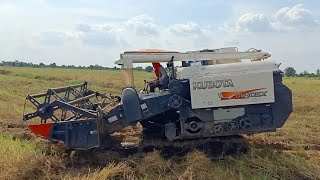 Kubota harvesting machine activity| សកម្មភាពម៉ាសីនច្រូតស្រូវគូបូតា