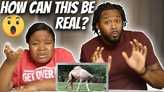Reacting To The Strangest Things In Nature | The Demouchets REACT