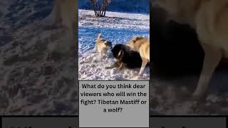 Tibetan Mastiff Attacks Wolves-Tibetan Mastiff vs Wolf #shorts