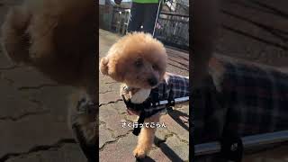 今日のお散歩2023/01/21 #shorts #トイプードル #車椅子犬 #toypoodle #wheelchairdog