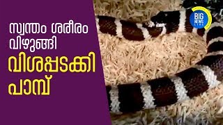 സ്വന്തം ശരീരം വിഴുങ്ങി വിശപ്പടക്കി പാമ്പ്-snake