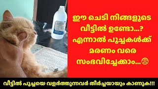 വീട്ടിൽ പൂച്ചയെ വളർത്തുന്നവർ തീർച്ചയായും കാണുക | Useful information for cat owners