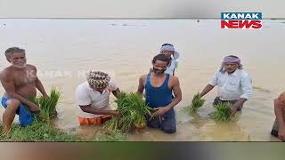 Farmlands Submerged In Rain Water In Hatadihi | Farmers Tensed