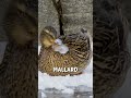 Mallard with a frozen bill! 😱🦆  -  🎥 Viralhog