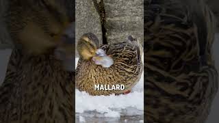 Mallard with a frozen bill! 😱🦆  -  🎥 Viralhog