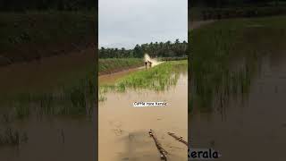 #kalapoot #explorepage #shortsvideo #viral #trend #palakad #palakkaddiaries #tiktok #reels #