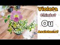 FALANDO DESSA ESPÉCIE|| VIOLETA CHINÊS? 🌺😍 VENHA VÊ QUE LINDA🌹