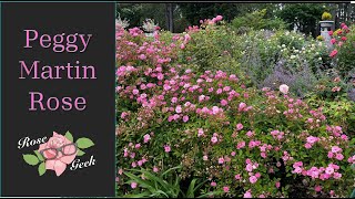 🌹 Peggy Martin Rose / Trained into a sphere shape for small spaces/ 8a