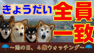 きょうだい全員一致～雨の日、４柴ウォッチング～