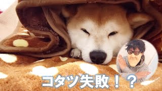 柴犬がいっぱいいる家でコタツをだしたらこんなことになりました