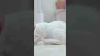 Adorable White Cats Compilation #cat #petlovers #catlover #kitten #cute #cats #funny #animalfun