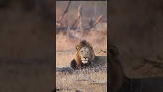 Fourways male lions - Kruger National Park South Africa. Big on Wild Wildlife videos
