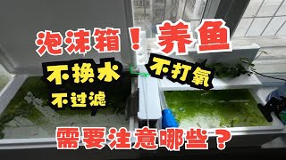 泡沫箱无过滤不打氧不换水养鱼需要注意哪些？记住这几点轻松养鱼