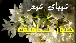 شیبای شیعر - چنور نــــــامیق